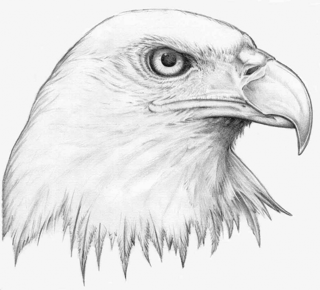 Bald Eagle Line Drawing at GetDrawings | Free download