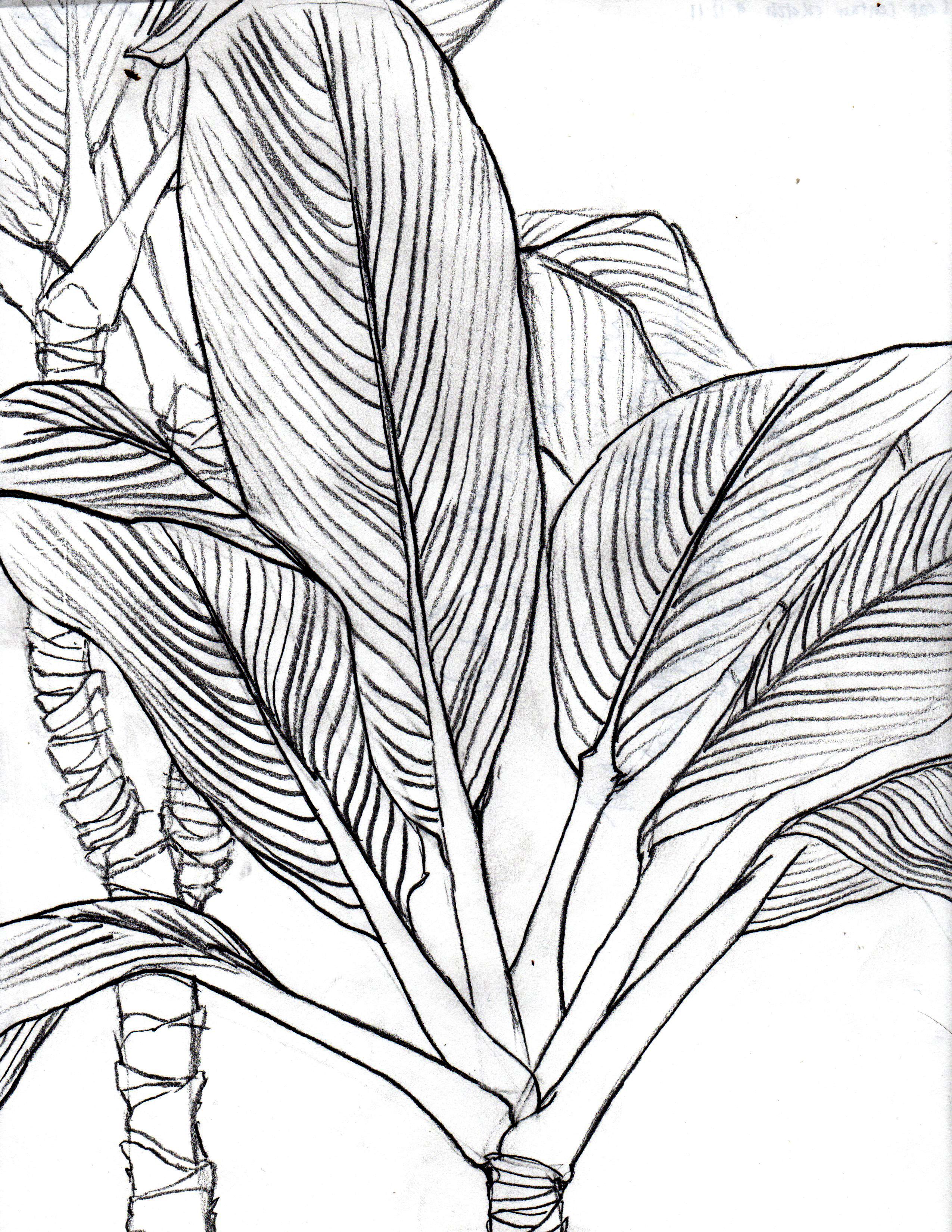 Bamboo Pencil Drawing at GetDrawings Free download