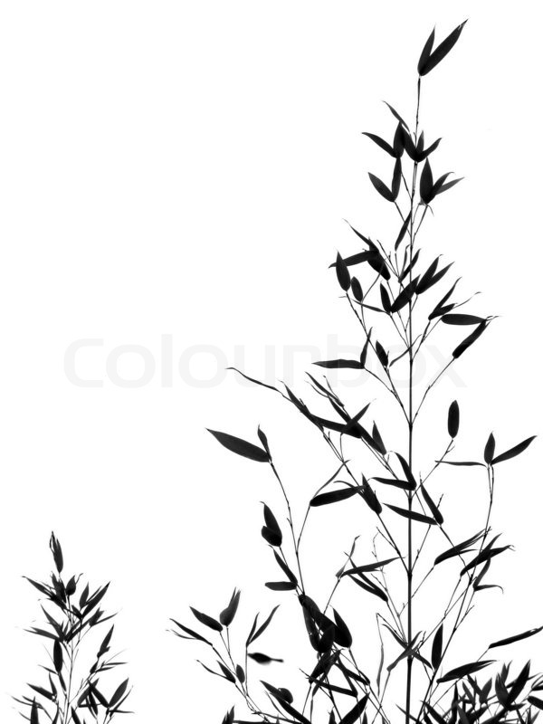 Bamboo Tree Drawing at GetDrawings | Free download