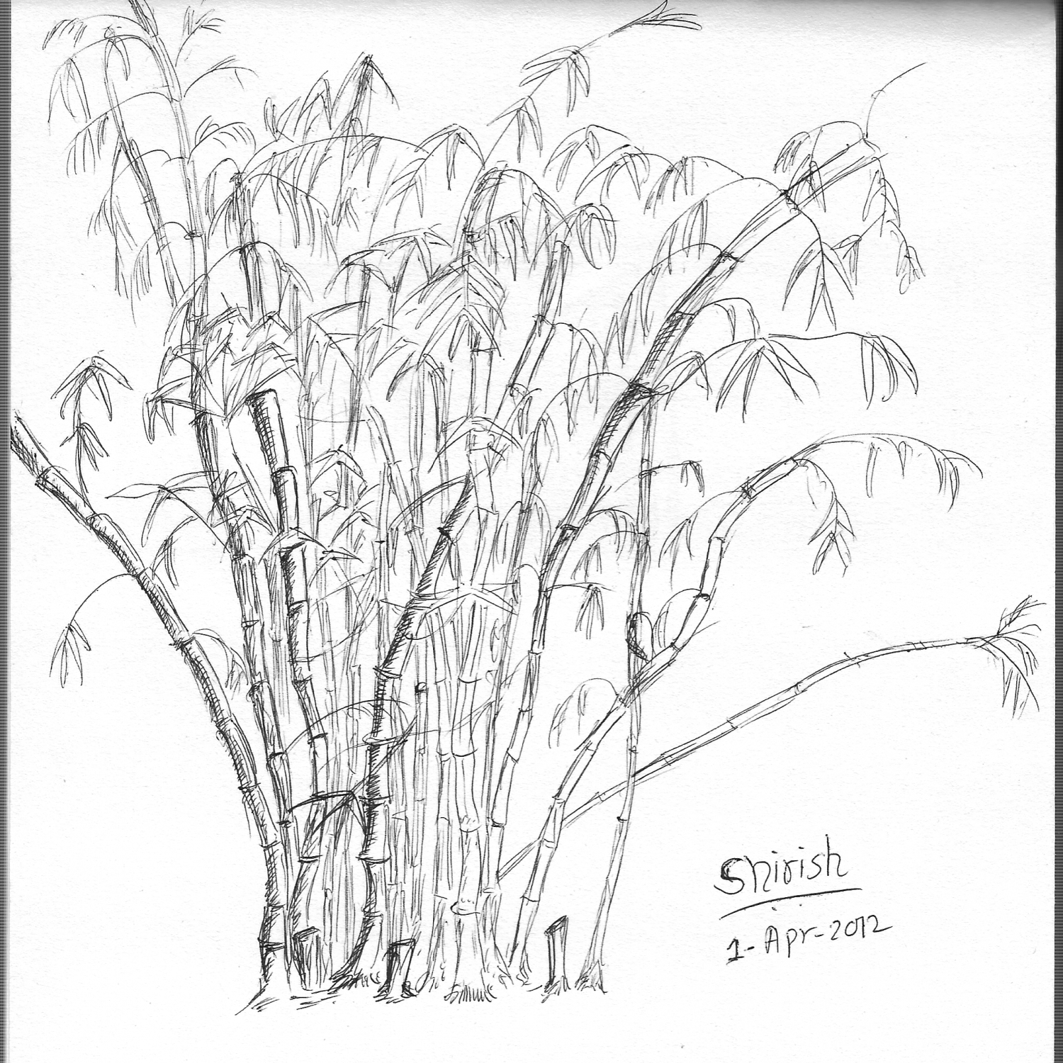 Bamboo Tree Drawing at GetDrawings | Free download