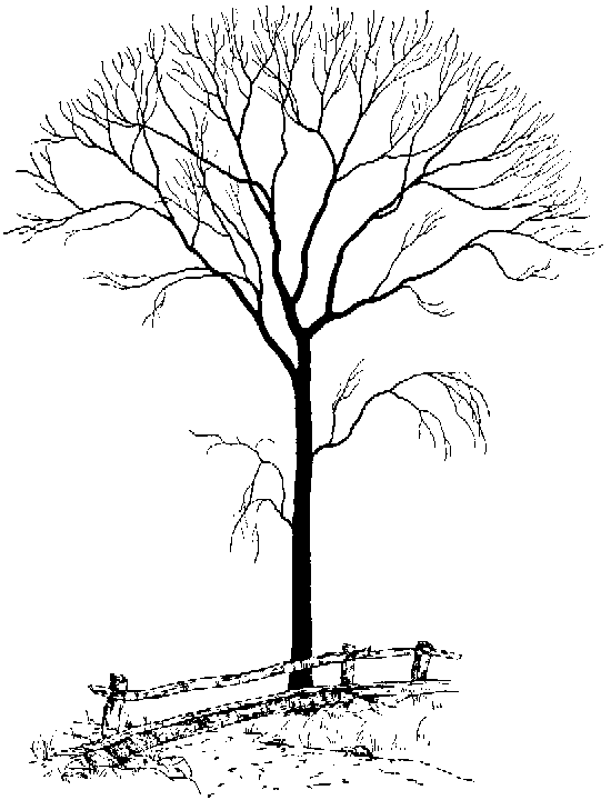 Bare Trees Drawing at GetDrawings | Free download