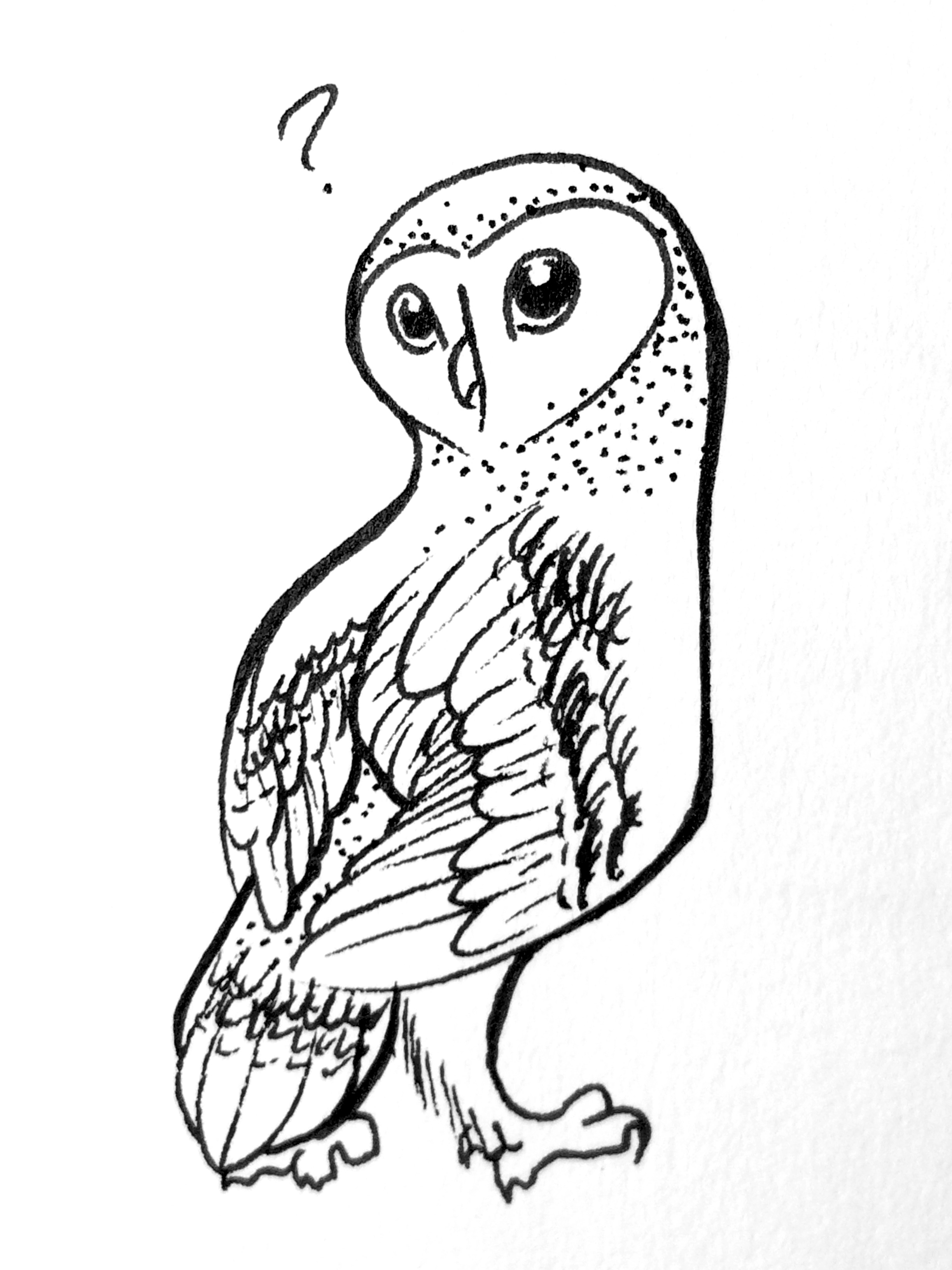 Barn Owl Line Drawing at GetDrawings Free download