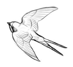 The Best Free Swallow Drawing Images Download From 383 Free