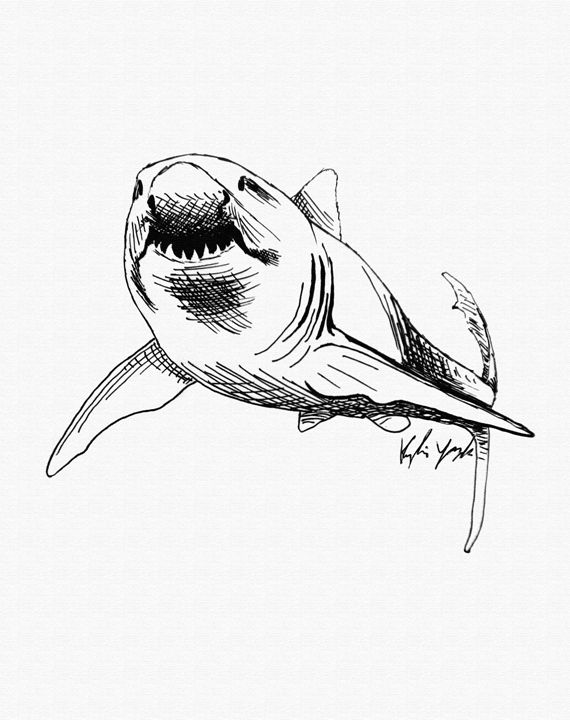 Basic Shark Drawing At Getdrawings Free Download