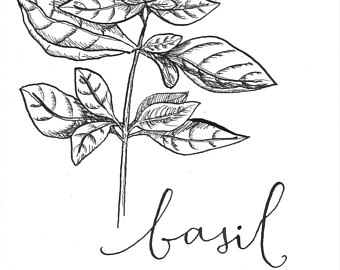 Basil Drawing at GetDrawings | Free download