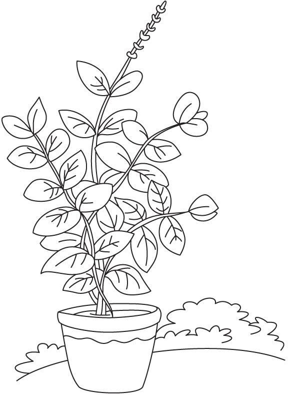 Basil Drawing at GetDrawings | Free download