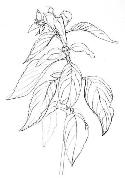 Basil Drawing at GetDrawings | Free download