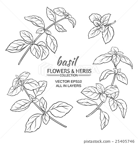 Basil Drawing at GetDrawings | Free download