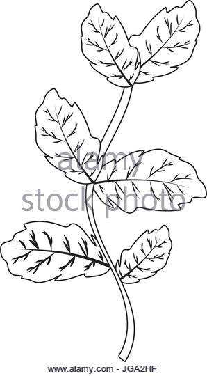 Basil Drawing at GetDrawings | Free download