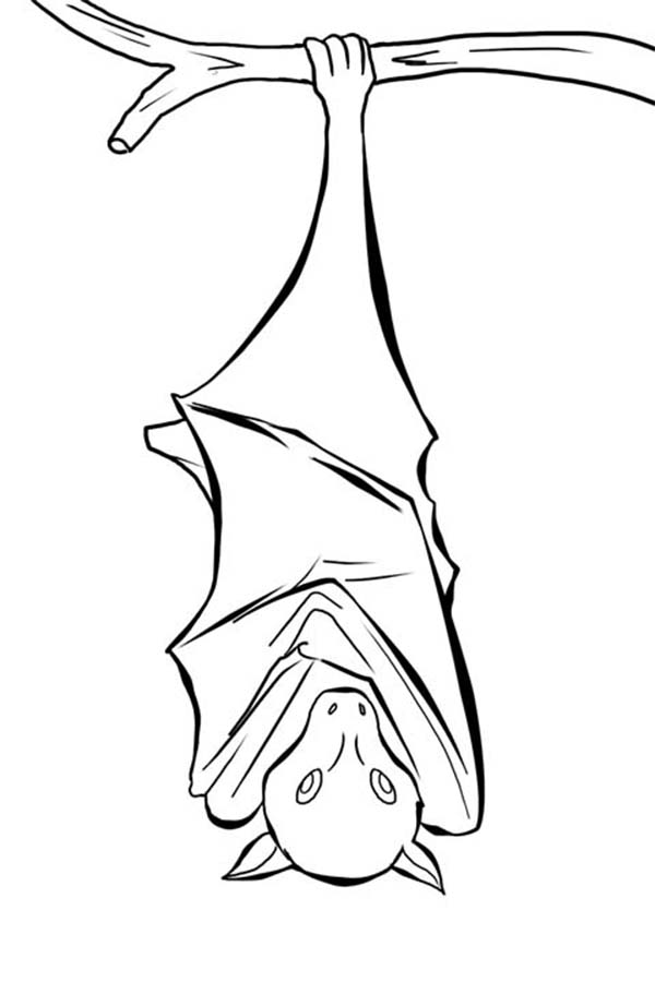 Bat Drawing Template at GetDrawings | Free download