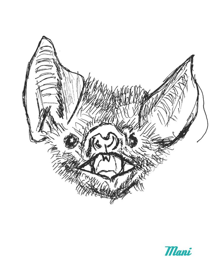 Bat Line Drawing at GetDrawings | Free download