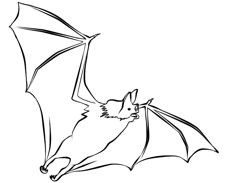 Bat Outline Drawing at GetDrawings | Free download