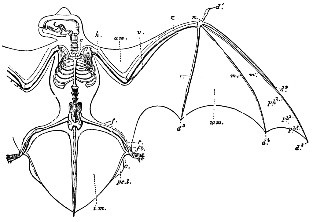 Bat Skeleton Drawing at GetDrawings Free download