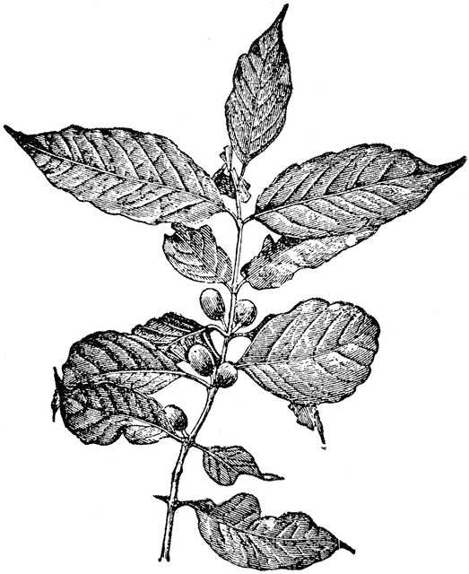 Bean Plant Drawing