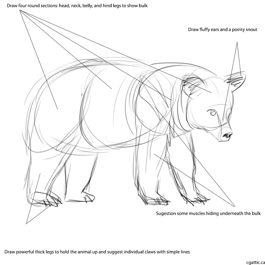 bear-drawing-step-by-step-at-getdrawings-free-download