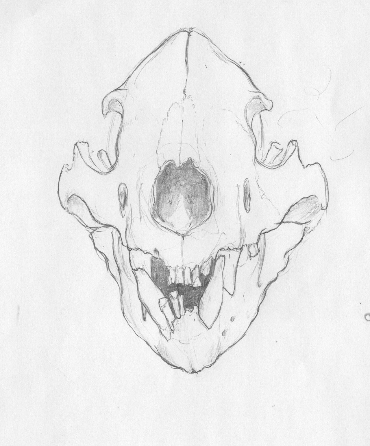 Bear Skull Drawing at GetDrawings Free download