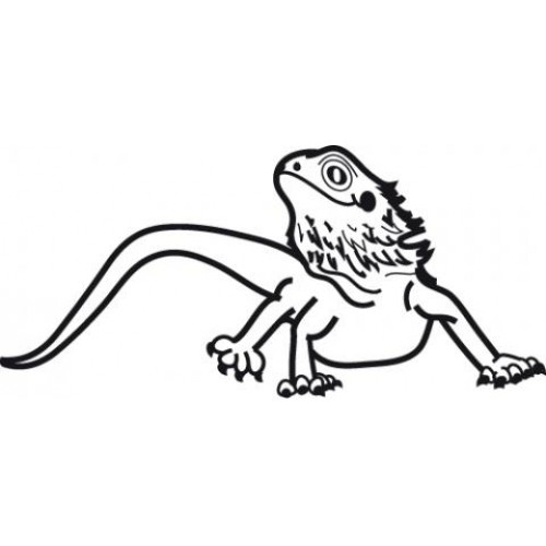 Bearded Dragon Drawing At Getdrawings Free Download 