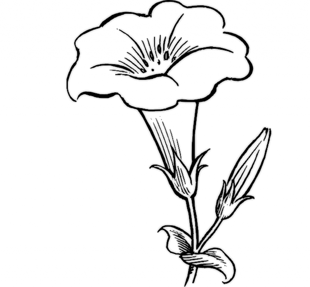 Beautiful Flowers Drawing at GetDrawings | Free download