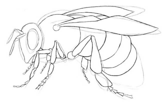 Bee Drawing Step By Step At Getdrawings 