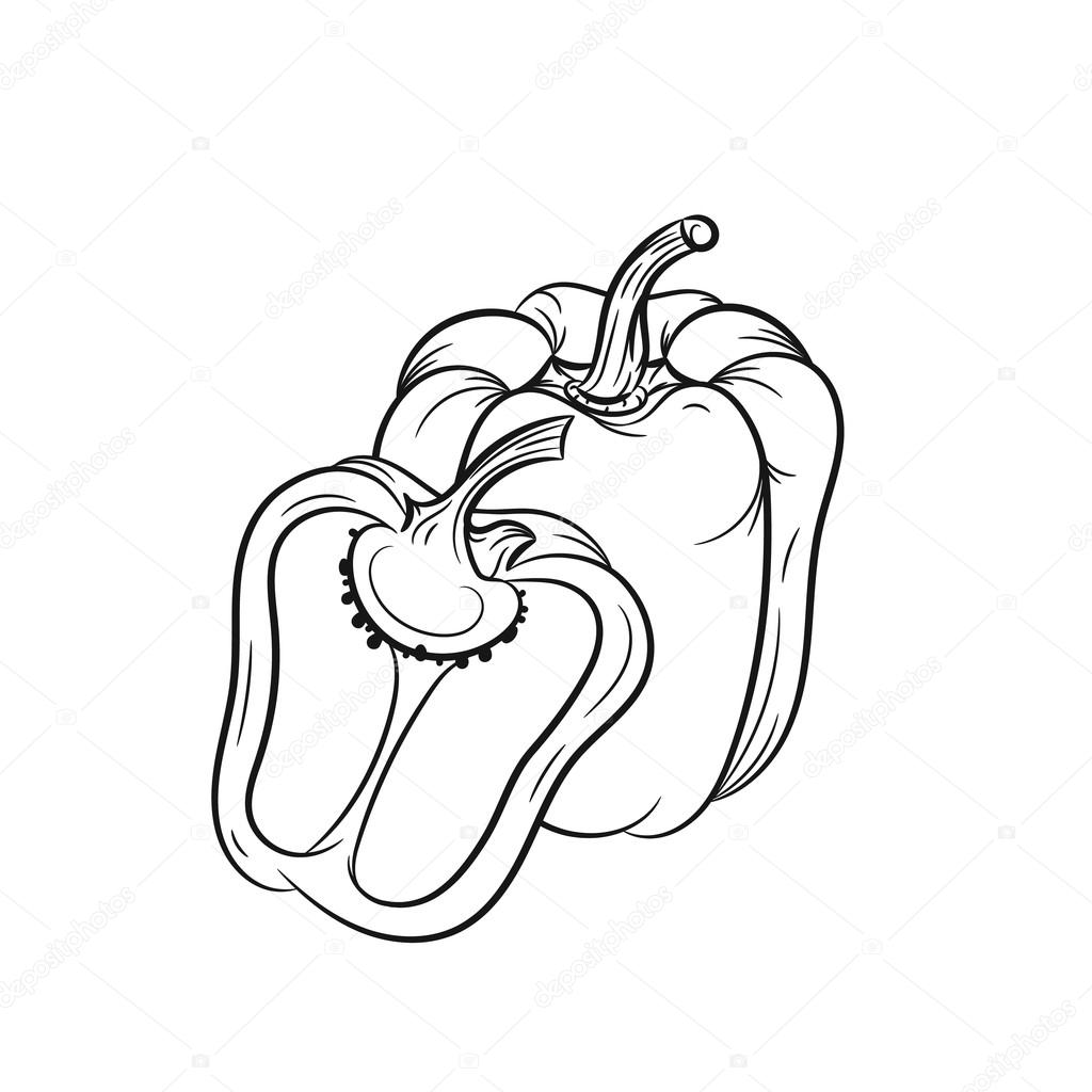 Bell Pepper Drawing at GetDrawings | Free download