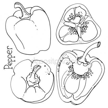 Перец в разрезе рисунок