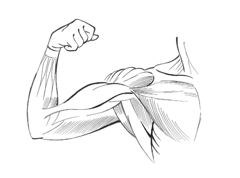 Biceps Drawing at GetDrawings | Free download