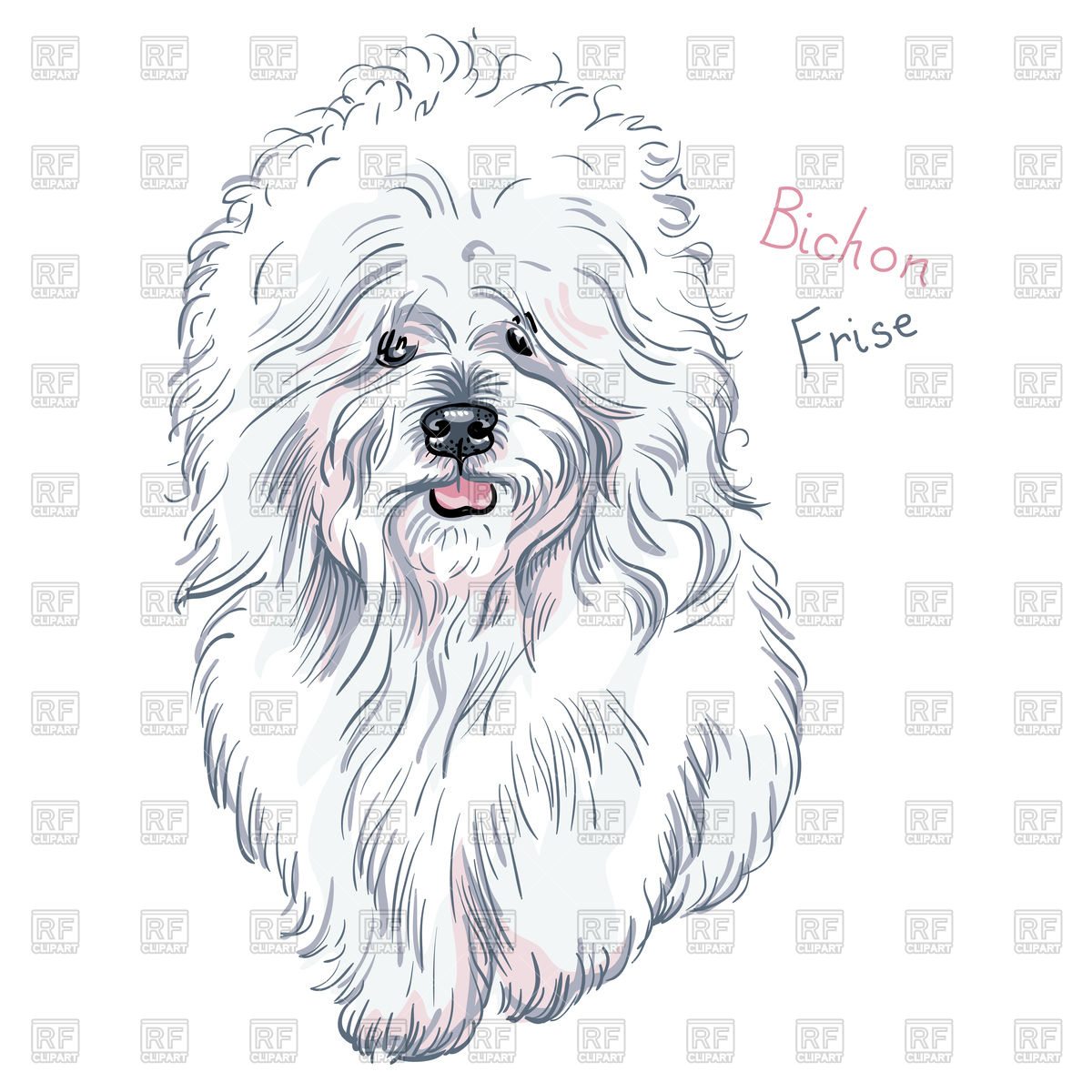 Bichon Frise Drawing at GetDrawings Free download