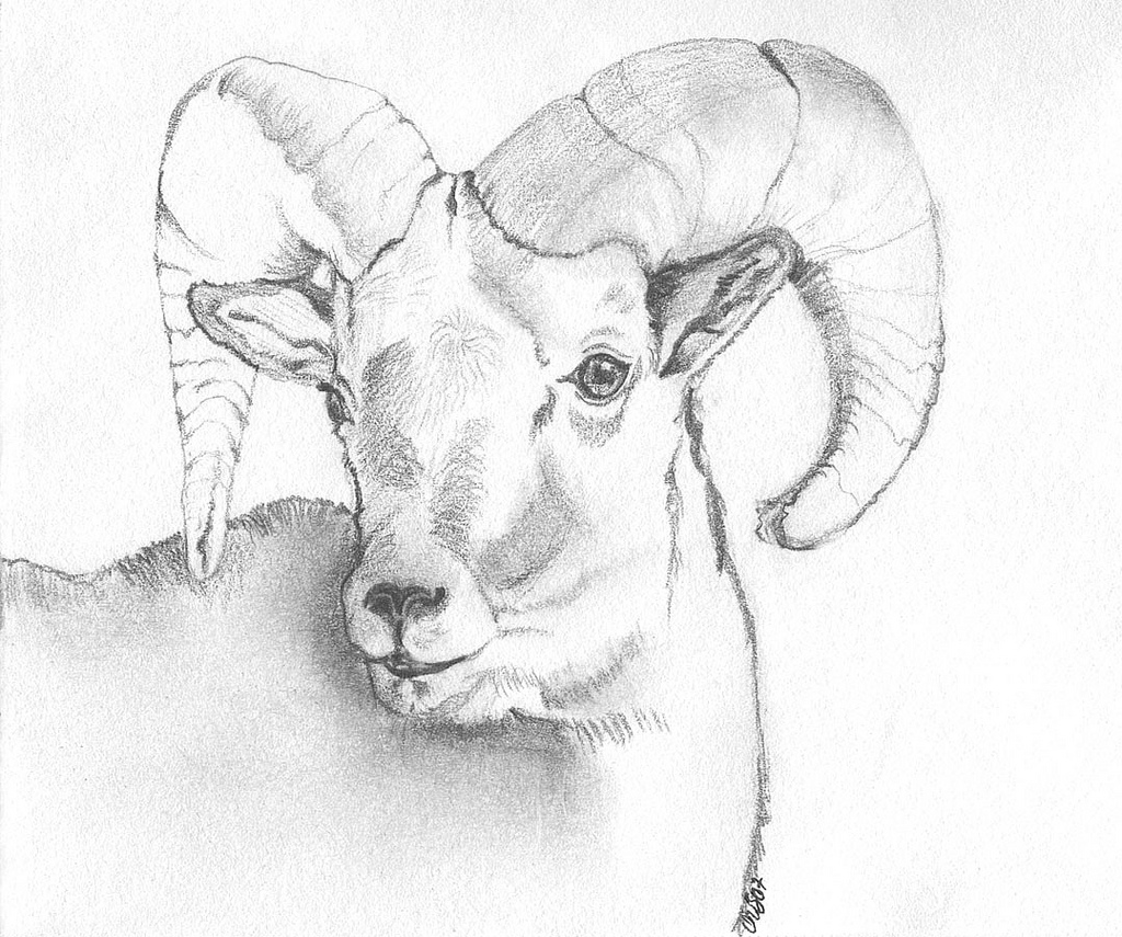 Bighorn Sheep Drawing At GetDrawings | Free Download