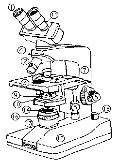 Binocular Microscope Drawing At Getdrawings 