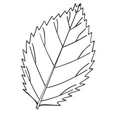Birch Leaf Drawing at GetDrawings | Free download