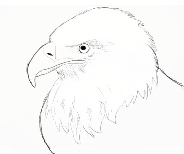 Bird Anatomy Drawing At Getdrawings 