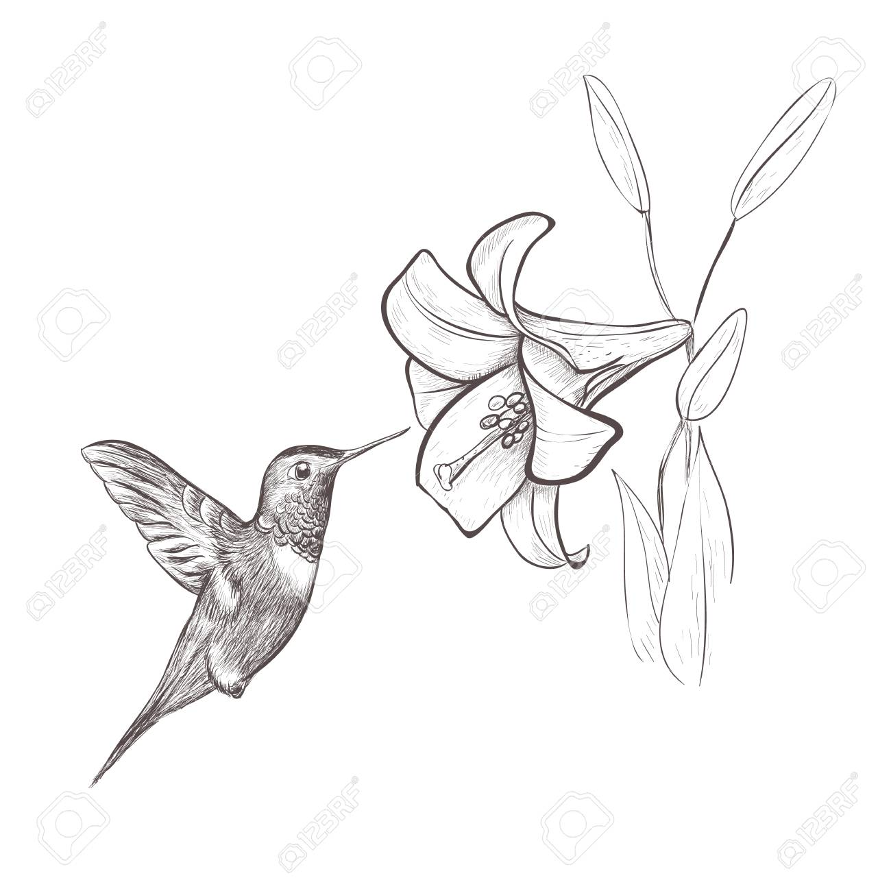 Bird And Flower Drawing at GetDrawings Free download
