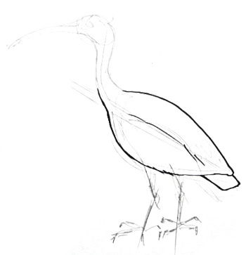 Bird Drawing at GetDrawings | Free download