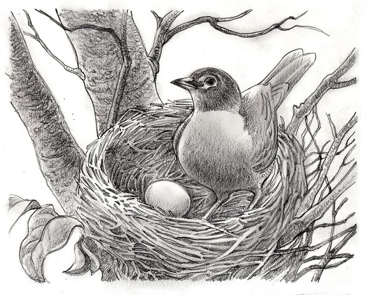 Bird In A Nest Drawing at GetDrawings | Free download