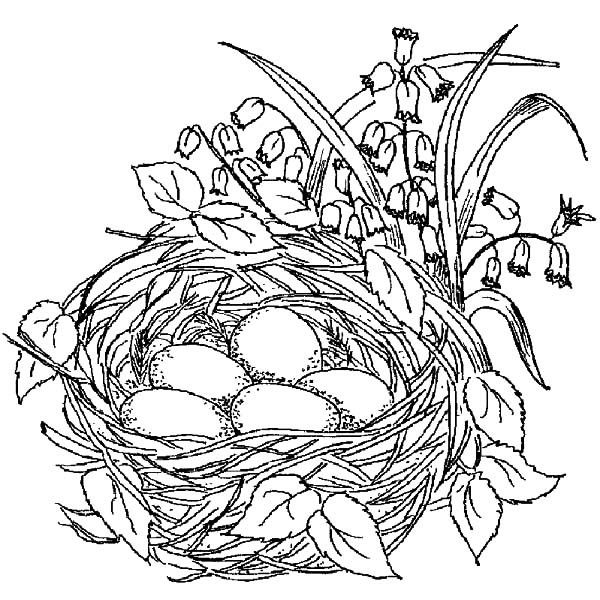 Bird Nest Drawing at GetDrawings | Free download