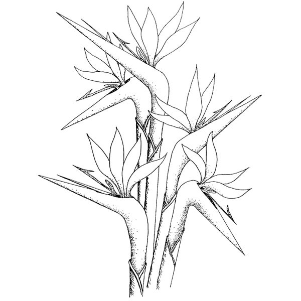 Bird Of Paradise Drawing at GetDrawings | Free download