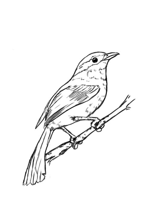 Bird On A Branch Drawing At Getdrawings Free Download