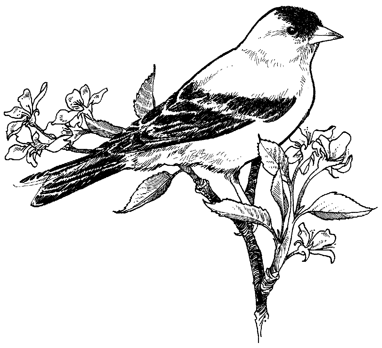 Bird On A Branch Drawing at GetDrawings Free download