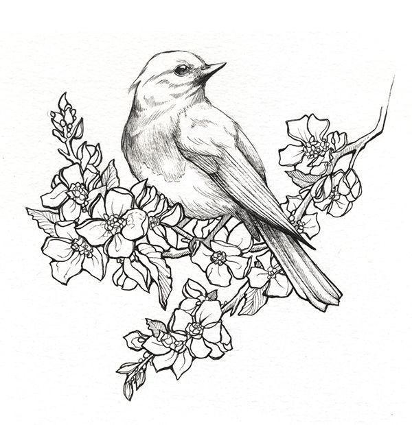 bird sketch photoshop