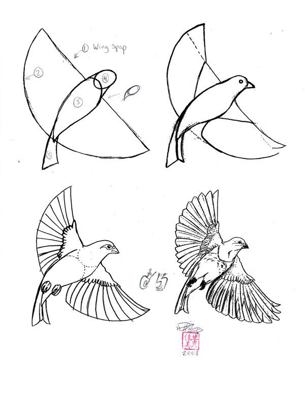 how do you draw a bird