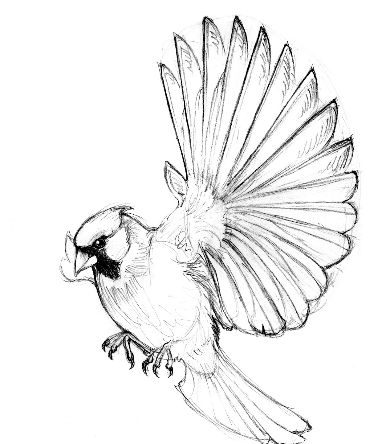 Sketches Of Birds In Flight Coloring Pages