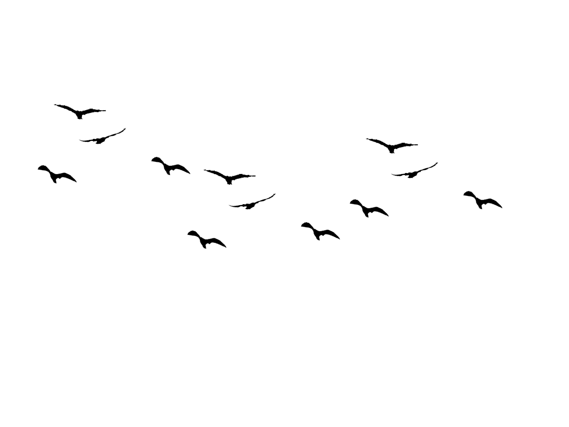 Birds Silhouette At Getdrawings Free Download