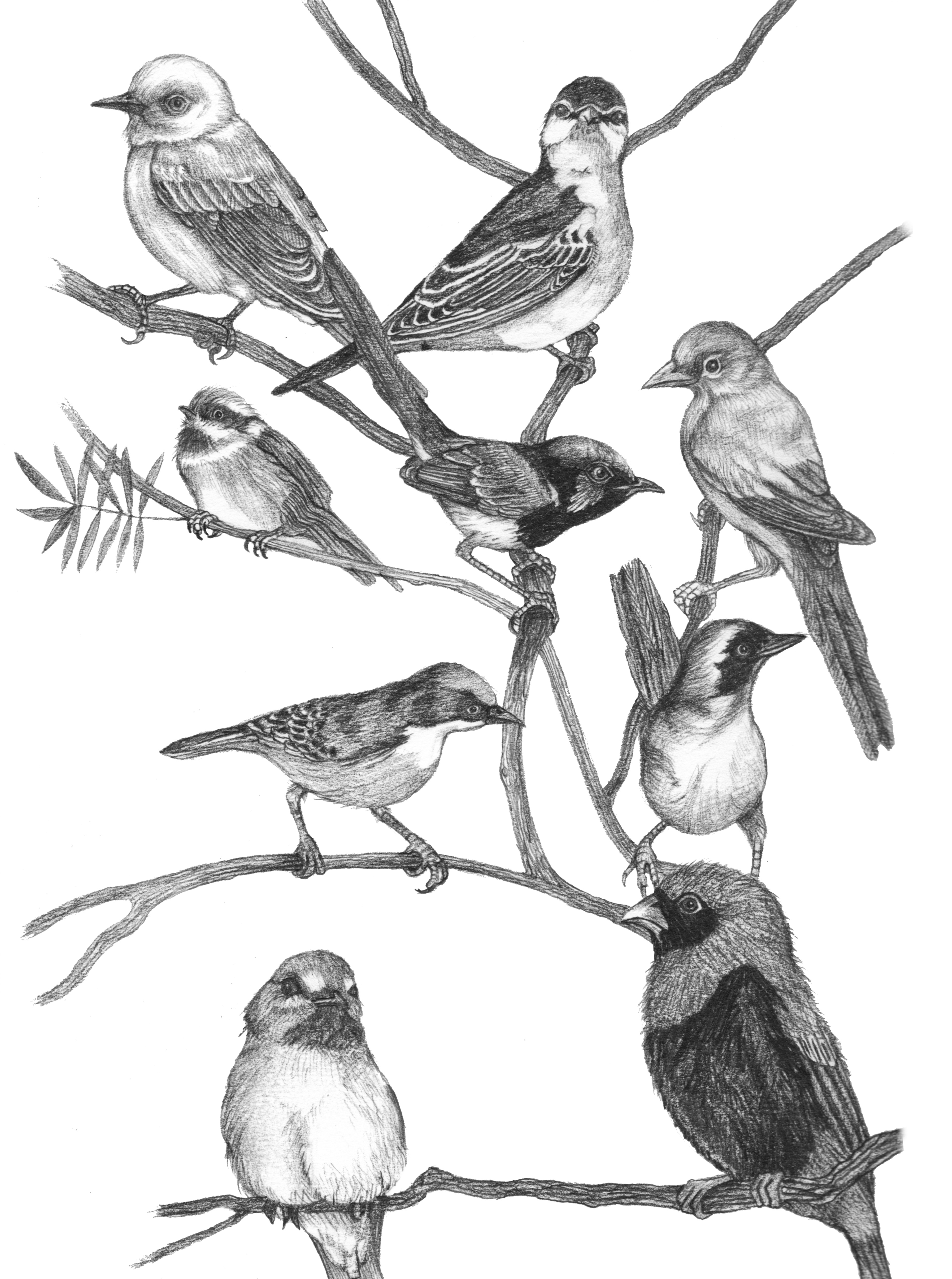 Длительные зарисовки птиц