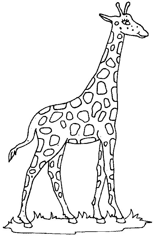 Black And White Giraffe Drawing at GetDrawings Free download