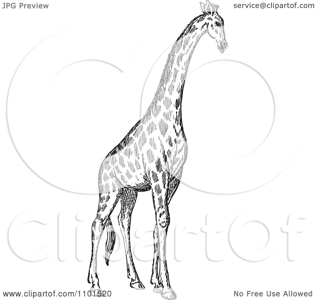 Жираф без пятен раскраска