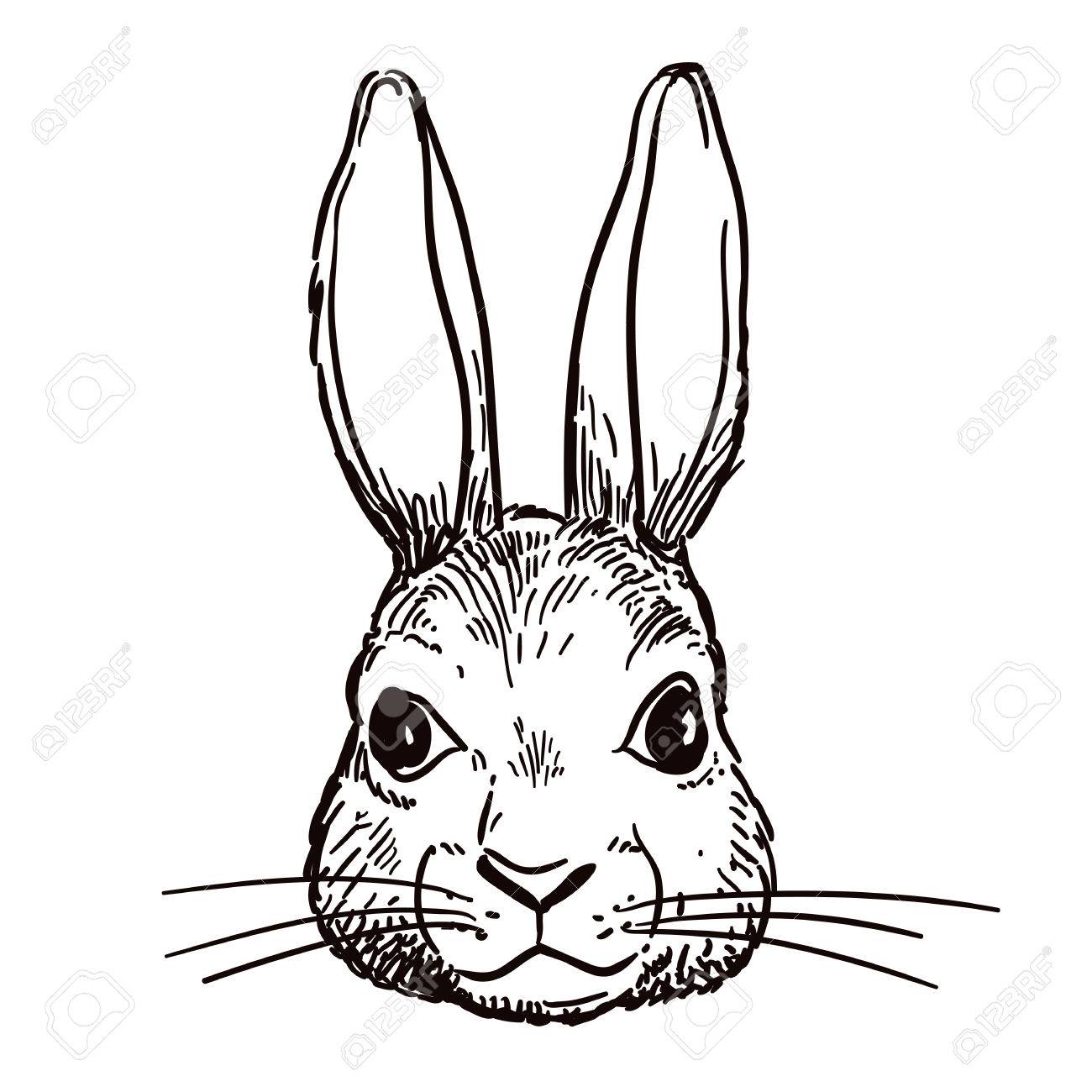 Black And White Rabbit Drawing at GetDrawings Free download