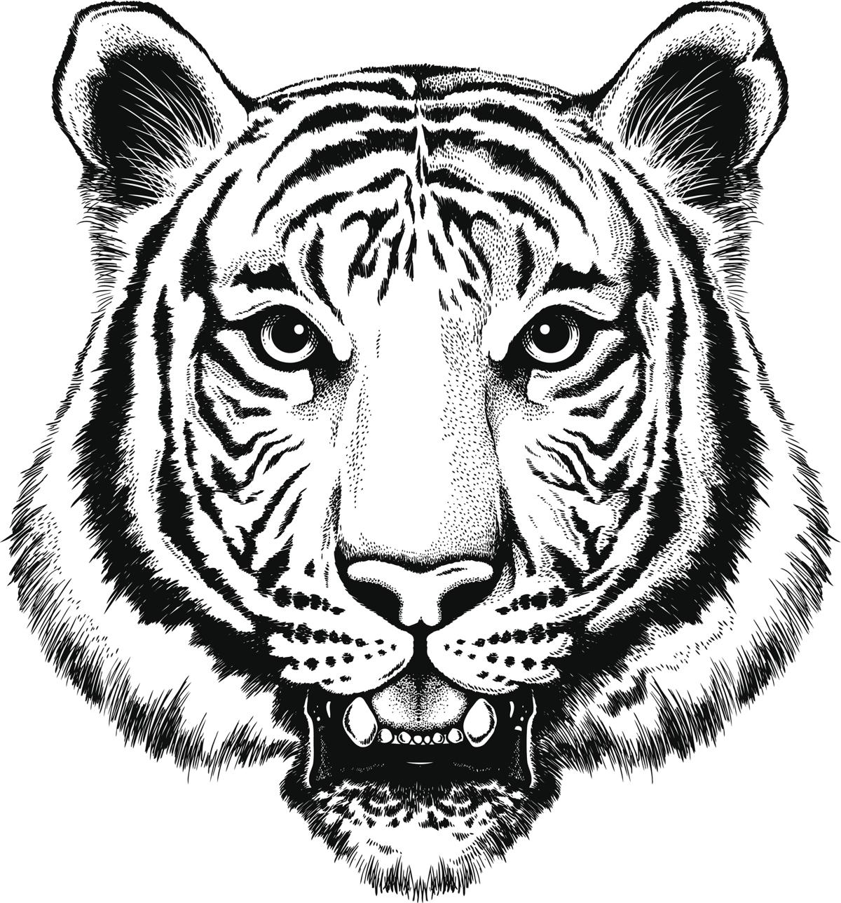Black And White Tiger Drawing at GetDrawings Free download