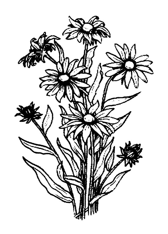 Black Eyed Susan Drawing at GetDrawings | Free download