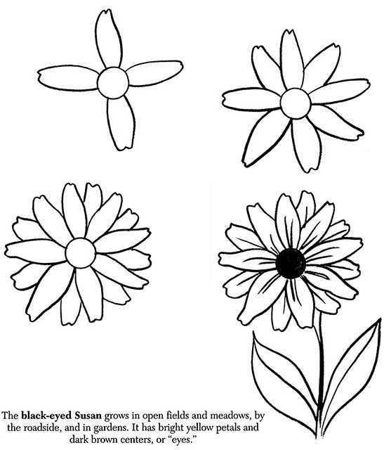 Black Eyed Susan Drawing at GetDrawings | Free download