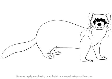 Black Footed Ferret Drawing at GetDrawings | Free download